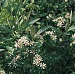 Aronia arbutifolia ´Brilliant´2