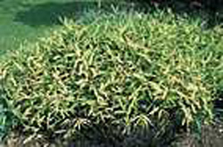 Arundinaria auricoma