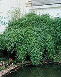 Arundinaria murielae