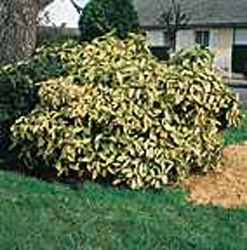 Aucuba japonica ´Crotonifolia´