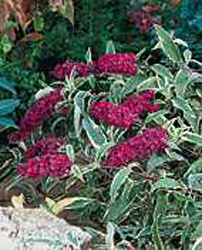 Buddleja davidii ´Harlequin´