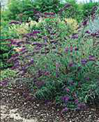 Buddleja davidii ´Nanho Blue´