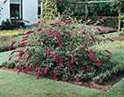 Buddleja davidii ´Nanho Purple´
