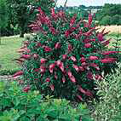 Buddleja davidii ´Pink Delight´