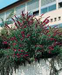Buddleja davidii ´Royal Red´