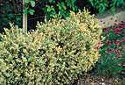 Buxus sempervirens ´Elegans´
