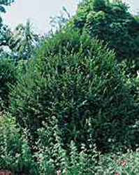 Buxus sempervirens ´Pyramidalis´