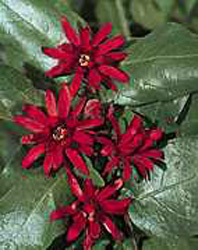 Calycanthus floridus