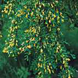 Caragana arborescens ´Pendula´