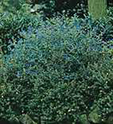 Caryopteris x clandonensis ´Heavenly Blue´