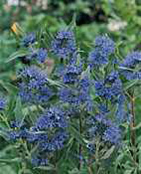 Caryopteris x clandonensis ´Heavenly Blue´2