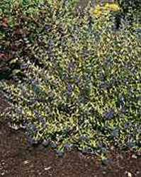 Caryopteris x clandonensis ´Worcester Gold´