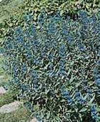 Caryopteris x clandonensis