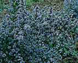 Ceanothus impressus ´Puget Blue´