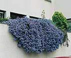 Ceanothus prostratus