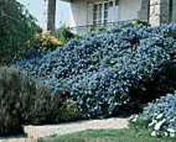 Ceanothus thyrsiflorus ´Repens´