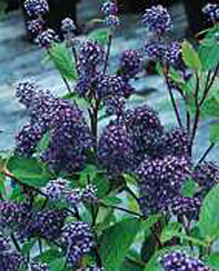 Ceanothus x delilianus ´Comtesse de Paris´