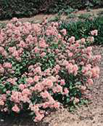 Ceanothus x pallidus ´Marie Simon´