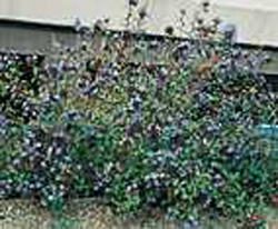Ceratostigma willmottianum