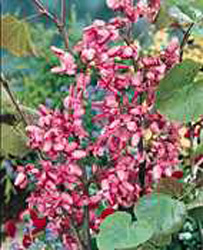Cercis siliquastrum 2