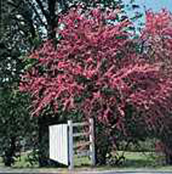 Cercis siliquastrum