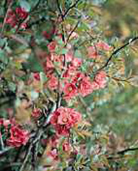 Chaenomeles speciosa ´Eximia´