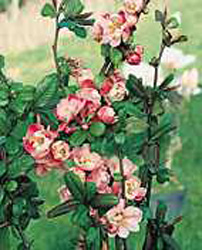 Chaenomeles speciosa ´Falconnet Charlet´