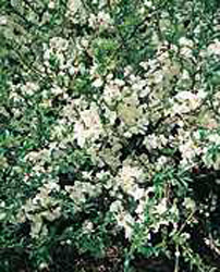 Chaenomeles speciosa ´Nivalis´