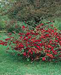 Chaenomeles x superba ´Crimson and Gold´