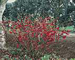 Chaenomeles x superba ´Ernst Finken´