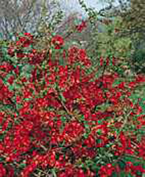 Chaenomeles x superba ´Etna´