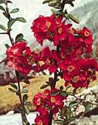 Chaenomeles x superba ´Nicoline´