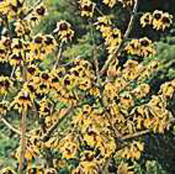 Chimonanthus praecox
