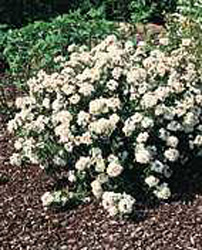 Choisya ´Aztec Pearl´