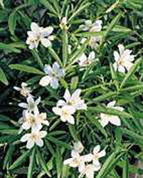 Choisya ´Aztec Pearl´2
