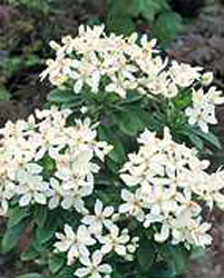 Choisya ternata 2