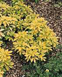Choisya ternata Sundance (R) ´Lich´