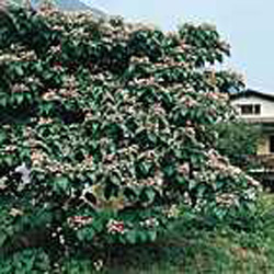 Clerodendrum trichotomum