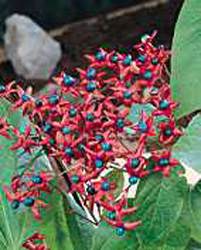 Clerodendrum trichotomum2
