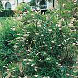 Clethra alnifolia ´Paniculata´