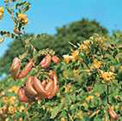 Colutea arborescens