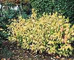 Cornus alba ´Aurea´