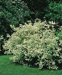 Cornus alba ´Elegantissima´