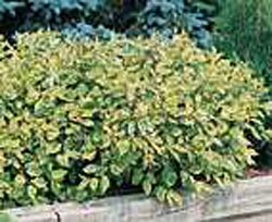 Cornus alba ´Gouchaultii´