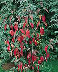 Cornus alba ´Kesselringii´