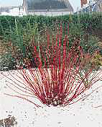 Cornus alba ´Sibirica´