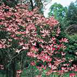 Cornus florida rubra 2