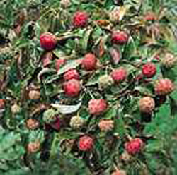 Cornus kousa2