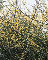 Cornus mas