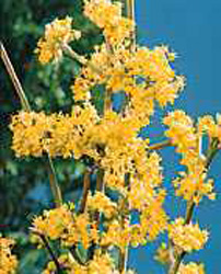 Cornus mas2